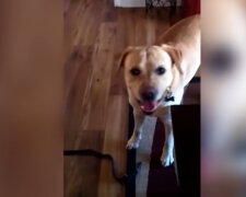 Labrador verschwindet über einen Monat lang und taucht dann auf mysteriöse Weise wieder auf