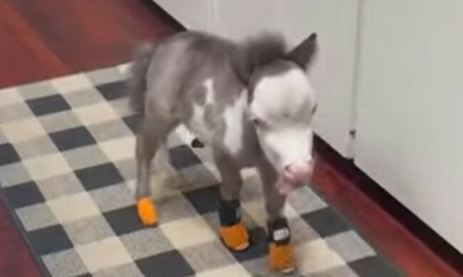 Eine liebevolle Familie wurde gefunden. Quelle: Screenshot YouTube