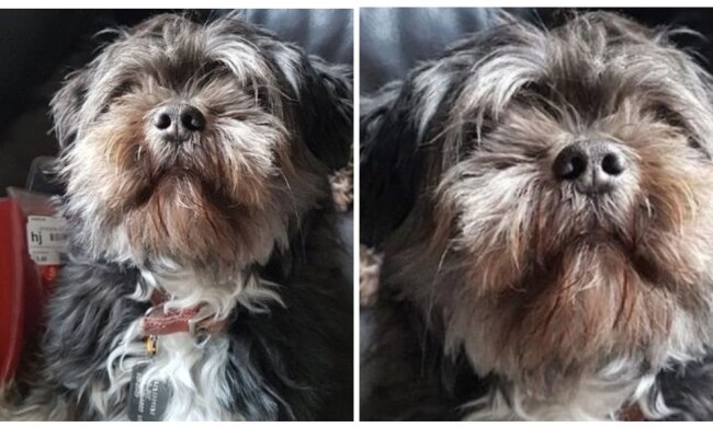 Hund. Quelle: Screenshot YouTubee