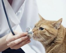 In Belgien wurde eine Katze erstmals mit einem menschlichen Coronavirus infiziert