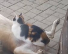 Eine Katze trifft einen streunenden Hund und findet ihn so bequem, dass sie sich auf ihm ausruht