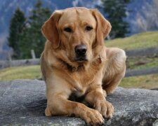 100 Kilometer unterwegs: ein treuer Hund hielt es nicht aus, getrennt zu leben, und begab sich auf die Suche nach seinen Besitzern