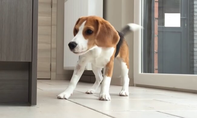 Beagle. Quelle: YouTube Screenshot