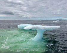 Fischer dachten, sie würden eine auf einem Eisberg gestrandete Robbe retten: ein seltenes Raubtier wartete auf ihre Hilfe