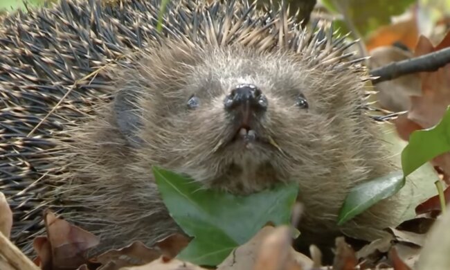 Igel. Quelle: Screenshot YouTube