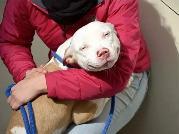 Sie haben zum ersten Mal ein Zuhause: Hunde aus dem Tierheim an ihrem ersten Tag mit neuen Besitzern