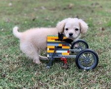 5e3bd5391f04e-gracie-disabled-puppy-lego-wheelchair-4-5e3ac3a071475__700