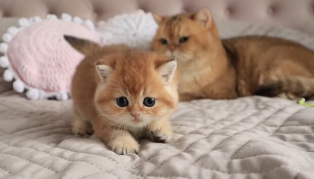 Kätzchen und Katze. Quelle: Screenshot YouTube