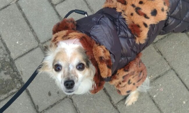 Das Herz einer verängstigten Hündin, die von Obdachlosen zurückgekauft wurde, begann zu schmelzen, als sie ein Zuhause fand