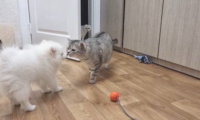 Katze und Welpe. Quelle: Youtube Screenshot