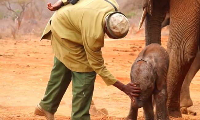 Die gerettete Elefantin brachte den Menschen das Wertvollste: ihr Baby