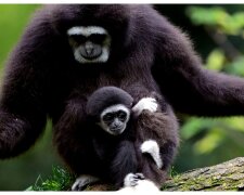 Gibbonweibchen mit ihrem Baby. Quelle: Youtube Screenshot
