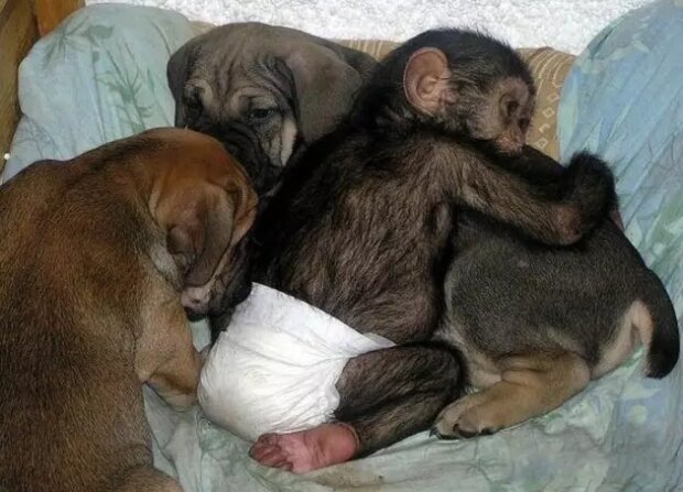 Der Hund hat dem Schimpansenbaby die Mutter ersetzt und es übernimmt nun die Gewohnheiten der Welpen