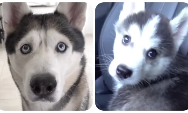 Husky. Quelle: animalchannel.com