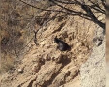 Hilfsbedürftiges Tier auf einem steilen Abstieg. Quelle: Screenshot YouTube