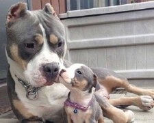 Echte Familie: Hundeeltern in Gesellschaft ihrer kleinen Hundekopien