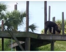 Schimpanse. Quelle: Video Screenshot