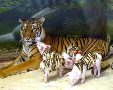Tigerin adoptierte Ferkel: Geschichten von Adoptivmüttern in der Tierwelt