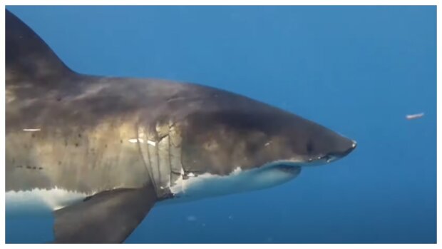 Die Art von Hai, die wir früher repräsentiert haben. Quelle: Screenshot YouTube