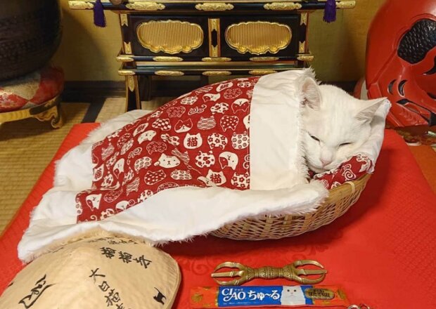 Mönchskatzen: In Japan gibt es einen echten Katzentempel