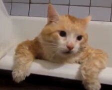 Die Katze im Badezimmer. Quelle: Screenshot YouTube