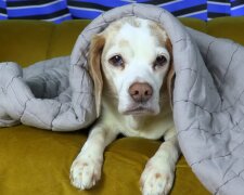 Warum ein Hund mir bei der Mieterauswahl wichtig war. Quelle: Youtube Screenshot