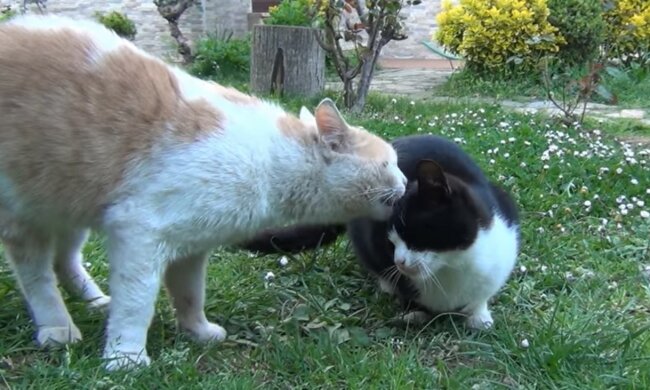 Erste Bekanntschaft nach allen Regeln. Quelle: Screenshot YouTube