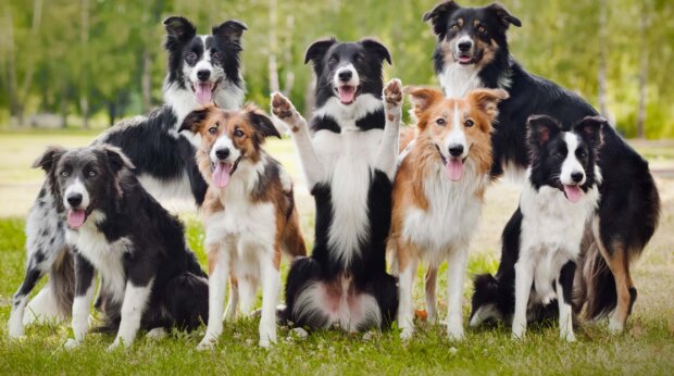 Zehn am besten dressurfähigen Hunderassen werden genannt
