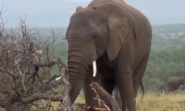 Akhtars Elefanten. Quelle: YouTube Screenshot