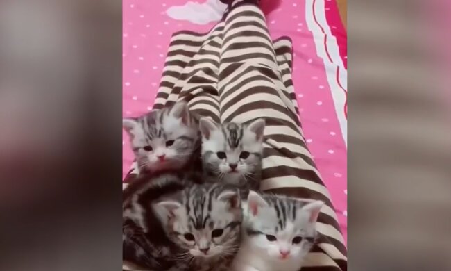 Kleine Kätzchen. Quelle: YouTube Screenshot