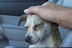 Die Aufmerksamkeit der Passanten für einen Hund rettete sein Leben. Quelle: Screenshot YouTube