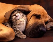 Liebe auf den ersten Blick: Katzen, die in Hunde verliebt sind