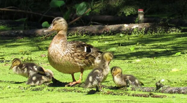 Mutter Ente und ihre Küken. Quelle: Screenshot YouTube