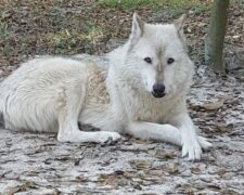 Der Hund ist sehr freundlich und anhänglich. Quelle: www. pinterest.сom