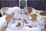 Mit vier Bassets im Restaurant. Quelle: Youtube Screenshot