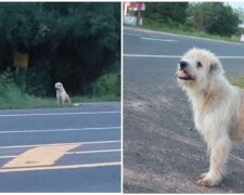 Hund namens Bon Bon. Quelle: Screenshot Youtube