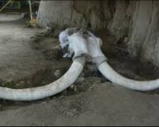 “Sie saßen in Sümpfen fest”: In der Nähe der Hauptstadt von Mexiko fanden sie die Überreste von 60 Mammuts im Alter von 15.000 Jahren. Einzelheiten