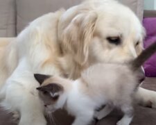 Der Hund war einsam, aber er verzweifelte nicht und machte sich auf die Suche nach einem Freund