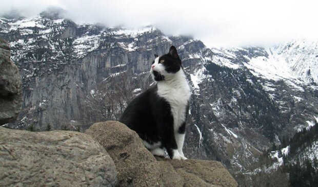 In den Schweizer Bergen half eine Katze einem streunenden Reisenden, den Weg nach Hause zu finden