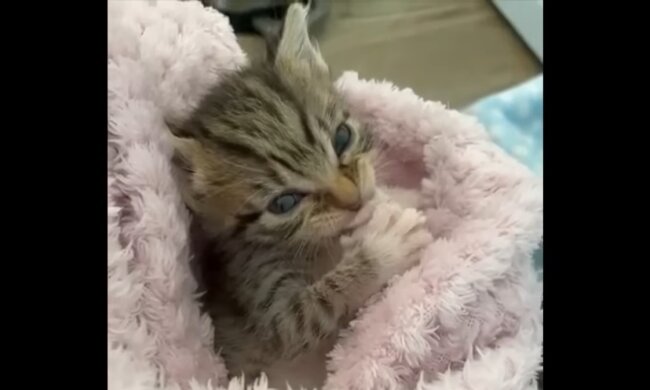 Aïden. Quelle: Youtube Screenshot