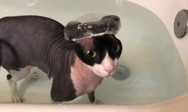 Katze, die gern duscht. Quelle: Youtube Screenshot