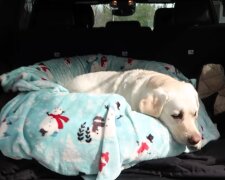 Der Hund liegt im Auto. Quelle: YouTube Screenshot