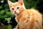 Katze. Quelle: Screenshot YouTube