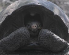 Faszinierende Welt der Tiere. Quelle: Screenshot YouTube