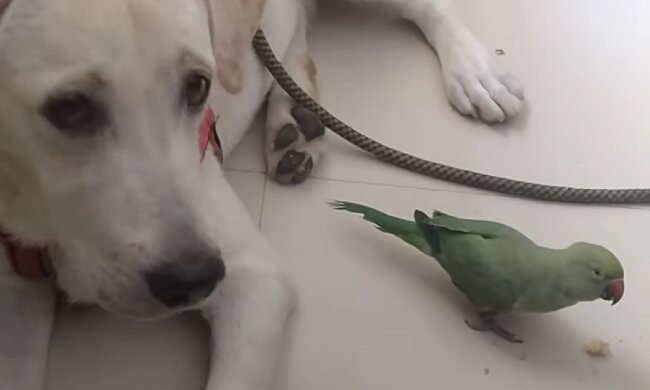 Gegenseitiges Verständnis von verschiedenen Tieren. Quelle: Screenshot YouTube