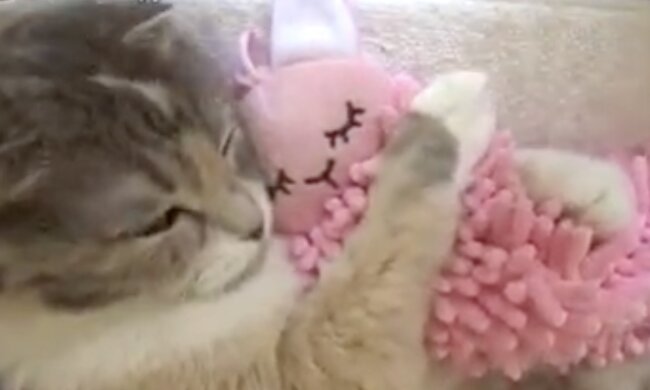 Katze und Spielzeug. Quelle: Screenshot YouTube