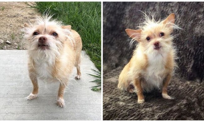 Tiny Pupsy. Quelle: Screenshot