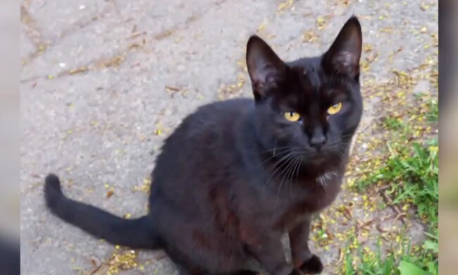 Katze. Quelle: Screenshot Youtube