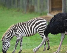 Der Strauß wird aus dem Safaripark "vertrieben", weil er sich für ein Zebra hält