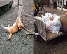 Eine rote Katze besucht Vorlesungen an der Universität und schläft manchmal auf dem Schreibtisch ein: Studenten halten sie für ihr Maskottchen